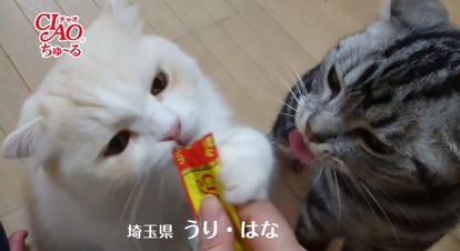 猫のおやつチャオのチュールは与えすぎに注意!